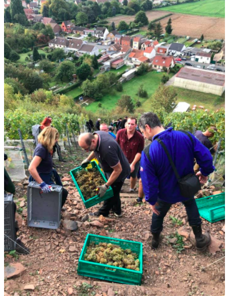 Charbonnay 2024 - Vin de Terril